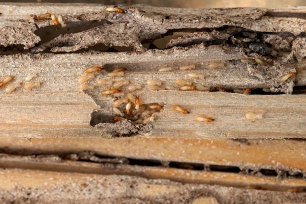 Best Spider Control Near Me  in Ojai, CA